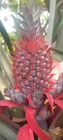 This is a close-up video of a young pineapple fruit beginning to form on its plant. The fruit is conical in shape with many small, hexagonal segments visible. It is a vibrant pinkish-red color, with some of the segments showing small white tips. The fruit is surrounded by broad, green leaves and red bracts. The background is blurred, suggesting an outdoor setting with natural light. The video focuses on the detailed texture and color of the developing fruit.