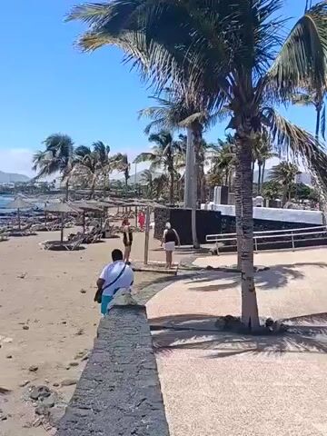 The video presents a bright and sunny coastal scene in Puerto del Carmen, Spain, on what appears to be a clear day with a gentle breeze. Lush palm trees with large fronds frame the view, swaying slightly in the foreground and along the shoreline.

A sandy beach, interspersed with rocky sections, stretches along the left side of the frame. Numerous straw parasols with corresponding sun loungers are visible on the sand, suggesting a resort area. The clear blue ocean washes against the rocky and sandy shore. In the distance, buildings of a town or resort line the coast, backed by a range of hills or mountains under a vibrant blue sky with a few wispy clouds.

In the immediate foreground, a low stone wall separates a paved pathway from the beach. A man wearing a white shirt and turquoise shorts walks away from the camera on this path. Two women are standing near the wall further along the path. Other people can be seen relaxing on the beach and in the water in the middle ground and distance. The overall atmosphere is one of leisure and relaxation, typical of a vacation destination. No discernible text is visible in the video.