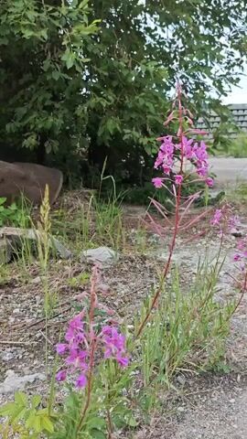 This is a close-up, low-angle shot of two bright pink fireweed plants with tall, slender stalks topped with clusters of small flowers. The plants are growing in a patch of gravel and dirt, with sparse green grass and a few scattered rocks. In the background, a large, leafy green tree dominates the left side of the frame. A weathered, fallen log lies horizontally behind the fireweed, partially obscured by vegetation. Beyond the tree and log, the upper right corner of the frame shows a glimpse of what appears to be a grey, textured surface, possibly a building or structure, with a horizontal line suggesting a roof or ledge. The scene is outdoors, with natural light suggesting it could be daytime, though the sky is not visible. The overall impression is one of nature reclaiming an industrial or disturbed area, with the vibrant fireweed standing out against the more muted backdrop of gravel and greenery. The focus is on the delicate beauty of the flowers and the resilience of the plants. There is no visible text in the media file.