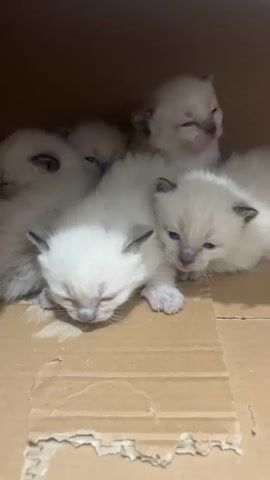 A cardboard box contains five very young, light-colored kittens with dark ears. One kitten is lying on its side, and one is yawning. The other three are mostly hidden from view.