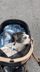 Boston Terrier strolls through a busy Icheon street market
