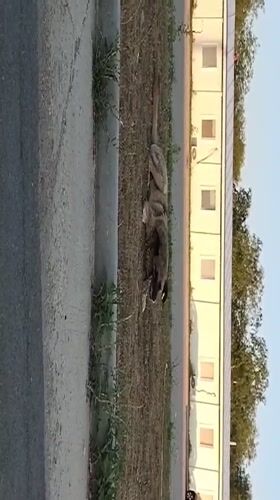 Stray dogs lounge outside a monitored facility in Oliivka, Ukraine