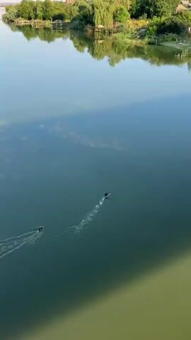 The video shows an aerial view of a calm, green body of water, likely a lake or river. The water reflects the sky and the lush green trees and buildings that line the distant shore. Two dark-colored waterfowl, possibly ducks or coots, are visible swimming on the surface, leaving trails of ripples behind them. The left-hand bird is closer to the viewer and is swimming away from the camera, creating a less distinct ripple pattern. The right-hand bird is further away and is swimming in a more diagonal direction, leaving a more pronounced, wave-like ripple pattern. The scene is tranquil and bathed in natural light, suggesting it was filmed during the day, likely in the morning or late afternoon due to the quality of the light. The overall impression is one of natural beauty and peaceful activity.