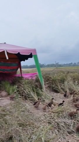 This video, filmed in Mesjidpirak, Indonesia, captures a pastoral scene in a large field. The footage is oriented vertically, showing a wide expanse of green fields stretching into the distance under a cloudy, overcast sky.

In the foreground on the left, a temporary structure is visible, made of green and pink fabric, possibly a tent or canopy. To the right of the frame, a large flock of ducks, mostly brown or grey, are seen moving through tall, dry grass or reeds. One distinct white bird, possibly an egret, is also visible among the ducks. The ducks appear to be foraging or moving together as a group.

The camera slowly pans from left to right, initially showing the fabric structure and then shifting focus to the ducks and the vast field. Smoke or mist is faintly visible in the far distance, near the horizon. The scene suggests a rural agricultural setting, likely a rice paddy or similar farmland, where ducks are often used for pest control or kept for farming. No people or text are visible in the video.