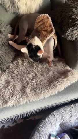 Two cats, one mostly white with black patches and the other a hairless Sphynx cat wearing a light brown knit garment, are playing together on a fluffy grey blanket. The white cat squirms and rolls, while the Sphynx cat interacts with it. The scene is part of a grey couch, and the camera remains steady throughout the recording.