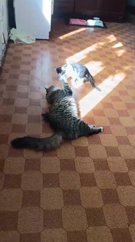 Two cats play and wrestle on tiled floor