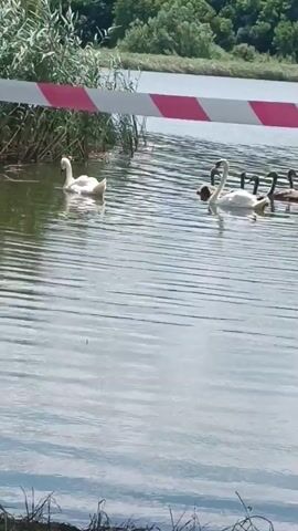 A video captures a serene lake scene on a clear day. In the foreground, a red and white striped barrier tape is visible, partially submerged in the rippling water. Beyond the tape, a small flock of swans gracefully navigates the lake. One swan is closer to the left bank, near tall reeds, while a larger group, including several cygnets, swims together further out. The background features a lush, tree-lined shore. The camera appears to be held at eye level, providing a natural perspective of the environment. The sunlight creates a bright, natural lighting condition for the scene. The overall atmosphere is peaceful and natural.
