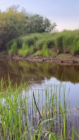 A person is fishing in a calm river with lush green reeds and trees lining the bank. The water is murky brown and reflects the trees and sky. The camera is positioned low, at water level, with the reeds in the foreground. A yellow bobber floats on the surface. Suddenly, there is a splash as a fish jumps out of the water, followed by more splashing as it struggles. The fish is white and appears to be a decent size. The action continues for a few seconds before the video cuts off.