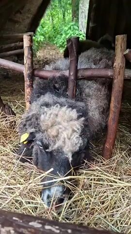 This video shows several sheep in a pen. The sheep are a mix of black and grey, with fluffy wool. They are standing on a bed of hay, and some of them have their heads down, eating. The pen is made of rough wooden logs and branches. The environment appears to be outdoors, with trees visible in the background. The video is shaky and out of focus at times.