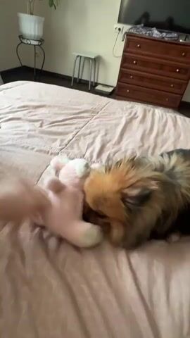 The video shows a Pomeranian dog on a bed playing with a pink stuffed animal. A person's hand is visible, holding the stuffed animal and moving it around. The dog is actively engaged in play, biting and shaking the toy. The background includes a dresser, a plant, and a television. The lighting suggests an indoor setting.