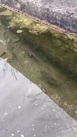 The video shows a narrow concrete channel containing water. The water is greenish and murky, with some algae growth visible along the edges of the channel. Several fish swim in the water. The surrounding environment appears to be urban or semi-urban due to the presence of the concrete structure. The footage is taken from an elevated position, looking down into the channel. There are some reflections on the surface of the water.