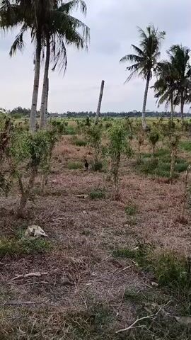 A black chicken walks through a field of dry grass and small trees. Several tall palm trees are visible in the background, along with a cloudy sky. The ground is covered in dry leaves and debris. A long, thin pole stands upright in the field behind the chicken.