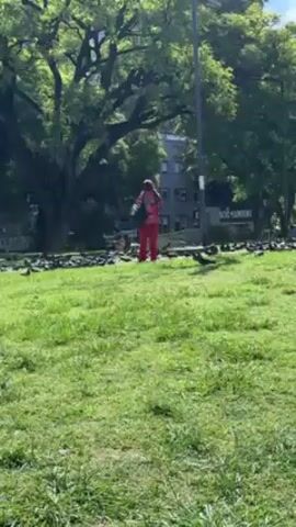 The video depicts a woman in a bright pink outfit standing in a grassy park, surrounded by a large flock of pigeons. She appears to be feeding them. The park has large trees providing shade, and there are buildings visible in the background.