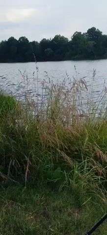 This video captures a close-up view of tall grass and reeds in the foreground, with a calm body of water filling the background. The water reflects a cloudy sky and a line of trees on the opposite shore. The focus is on the natural scenery, with no people or visible objects other than the vegetation and water.
