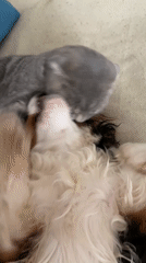 Cat and dog cuddle on couch in Votkinsk morning