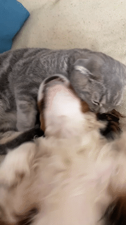 Cat and dog cuddle on couch in Votkinsk morning