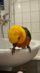 Sun conure spotted at bathroom sink in Khimki