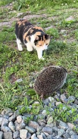 A calico cat with black, orange, and white fur approaches a hedgehog on a path covered with grass and stones. The hedgehog is curled into a ball, protected by its spines. The cat is sniffing the hedgehog curiously, with its head lowered. The scene appears to be outdoors, possibly in a garden or yard, with green grass and various sizes of grey stones on the ground. The lighting suggests it is daytime, possibly late afternoon or early evening, given the soft light and shadows. The overall mood seems to be one of cautious curiosity between the two animals. There is no visible text in the media. The provided location context is Пычанки, Russia.