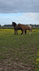 Horses play in Belgian field amid yellow flowers