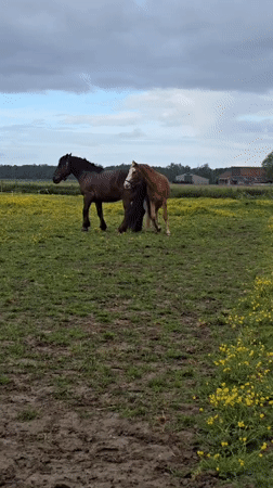 Horses play in Belgian field amid yellow flowers