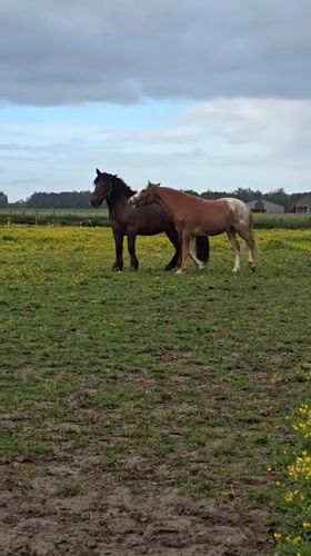Horses play in Belgian field amid yellow flowers