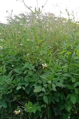 The video shows a close-up view of green foliage with small white flowers and some yellow accents. The camera pans slightly to the right, revealing more of the dense vegetation. The lighting suggests it is daytime, possibly early morning or late afternoon, with a soft, natural light illuminating the scene. No people or animals are visible in the video. The environment appears to be an outdoor, natural setting, likely a field or garden.