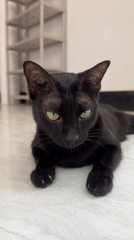 Woman and black cat captured in casual moments, Mũi Né