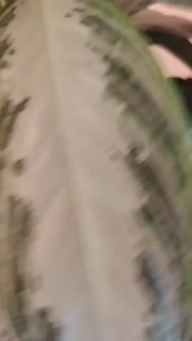 The video is a close-up, shaky shot of a plant's leaves. The leaves are large and oval-shaped with a silvery-white base and dark green markings that form irregular stripes and patches. The markings are varied in shape and density, with some areas of solid green and others more mottled. A few lighter green stems are visible connecting the leaves. In the center of the frame, a pale green flower bud or new leaf emerges from the center of the plant. The lighting is soft and appears to be artificial, casting a slight pinkish hue on the background. The focus shifts slightly throughout the short clip, but the plant remains the central subject.