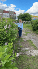 Bumblebees forage on lilac blossoms in Russian spring afternoon