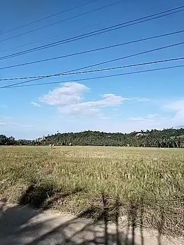 The video depicts a rural landscape with a dirt road in the foreground. To the right is a large field of tall, dry grass, possibly rice or grain. In the background, a line of trees forms a horizon against a clear blue sky with sparse white clouds. Utility poles and power lines are visible overhead, stretching across the top of the frame. The video appears to be taken from a moving vehicle, with the camera angled slightly upwards towards the sky. Shadows cast by the power lines and poles are visible on the road.