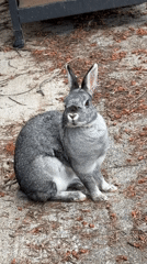 Rabbit snacks outside while a dog lounges on the couch