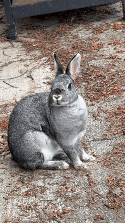 Rabbit snacks outside while a dog lounges on the couch