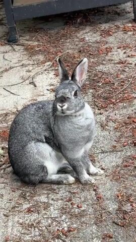 A grey rabbit sits on a concrete patio covered in pine needles. The rabbit faces forward, looking directly at the camera. Behind the rabbit, out of focus, is the base of a dark metal table or chair. The lighting is overcast.