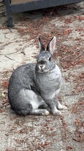 Rabbit snacks outside while a dog lounges on the couch