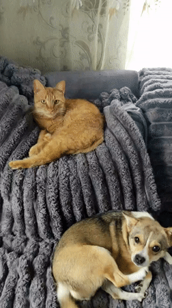 Orange cat and small dog share cozy morning in Ukraine