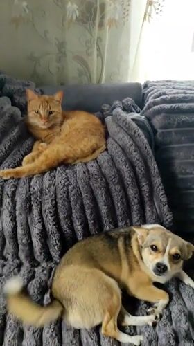 Orange cat and small dog share cozy morning in Ukraine