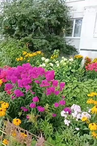 A dense flowerbed filled with various blooming flowers is shown. Prominent flowers include bright pink phlox, yellow coneflowers, and white hydrangeas. The flowerbed is situated in front of a light-colored building with windows. Trees and greenery are visible in the background and on the left side of the frame. A metal fence is present in the foreground. The video captures a panning motion across the vibrant flower display.