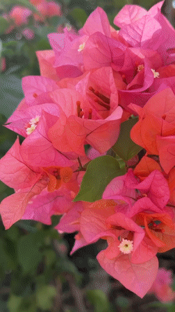 Morning stroll through Kepez: flowers, birds, and street cats