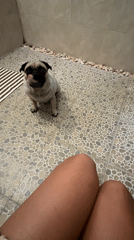 Pug photographed in decorated bathroom in North Kuta, Indonesia