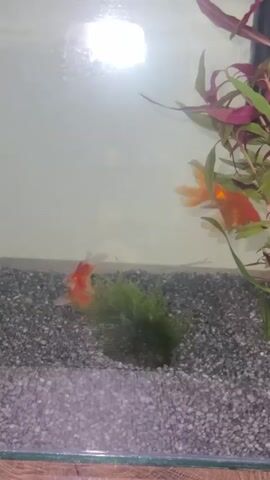 Two goldfish, one predominantly orange and the other with orange and white markings, swim in a freshwater aquarium. The aquarium contains dark gray gravel substrate, a clump of green aquatic moss, and a few aquatic plants with reddish-purple leaves. The background appears to be a light-colored wall. A bright light source is visible reflected on the surface of the aquarium glass. The fish are actively swimming and interacting within their environment.