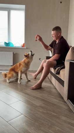 Man plays with Akita Inu dog in Chaikovsky home