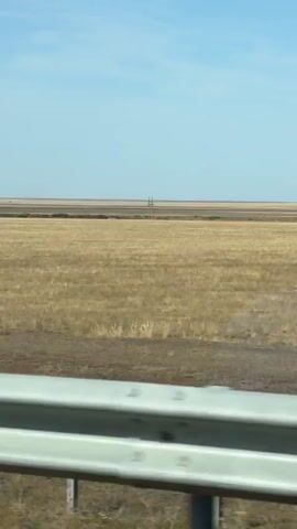 Cows graze in a wide, dry field under a clear blue sky. The field appears to be a steppe or prairie with sparse, yellowed grass and some scattered brush. In the distance, there are faint signs of human infrastructure, possibly utility poles or power lines, stretching across the horizon. In the foreground, a metallic railing, possibly part of a road barrier or viewing platform, is visible, suggesting the footage is captured from a moving vehicle or an elevated vantage point. The cows, numbering around five, are scattered across the field, some grazing with their heads down while others appear to be standing or walking. The overall impression is one of open space and rural tranquility.