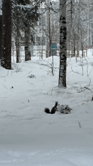 Black squirrel forages in snowy Russian forest near Ust-Ilimsk