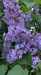 Spring Evening Captured in Votkinsk: Lilacs, Dog Walks, Sunset