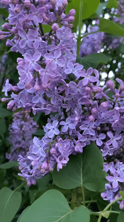 Spring Evening Captured in Votkinsk: Lilacs, Dog Walks, Sunset