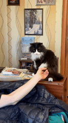 Family enjoys quiet afternoon with pet cat in Izhevsk home