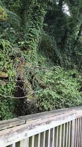 The video begins showing a close-up of a wooden railing on what appears to be a boardwalk or bridge. The railing is weathered and shows signs of age. Behind the railing, lush green foliage covers a steep embankment. The camera then pans to the left, revealing a paved walkway curving into a wooded area. The walkway is bordered by the same wooden railing on the right and a dense wall of green vegetation on the left. As the camera continues to pan, the walkway becomes more prominent, disappearing into the trees. In the final segment, the camera shifts to show a wider view of a serene lake with calm water. Several small boats or structures are visible in the distance on the lake. The sky above is a soft blue with scattered clouds, and the sun appears to be setting, casting a warm glow over the water and the surrounding trees, which are lush and green.