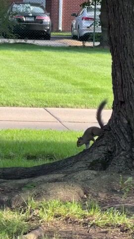 A squirrel is on the ground near the base of a large tree. The squirrel is facing to the left and its tail is blurred as it moves. There is grass and the roots of the tree visible. In the background, there is a sidewalk and a lawn with two cars parked on the other side of the lawn.