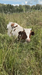 Cows grazing in a cloudy summer field, Lyady, Russia