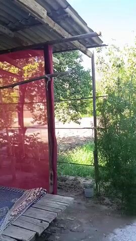 A close-up shot of a shrub with green leaves against a blue sky. A wooden structure is visible to the left, partially covered by a red tarp. The ground is covered with dry leaves and dirt, with a bucket and a watering can in the background.
